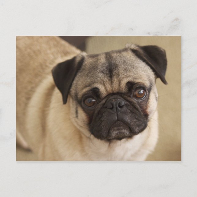 PUG DOG PUP POSTCARD (Front)