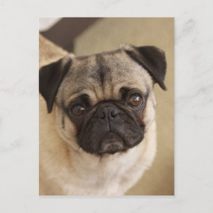 PUG DOG PUP POSTCARD