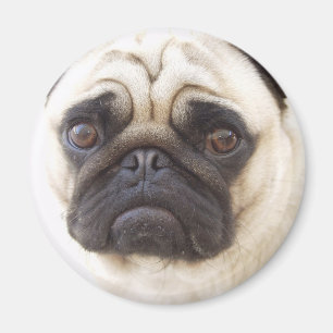 Pug Dog Round Magnet