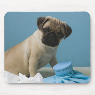 Pug dog sitting on bed by hot water bottle and mouse mat