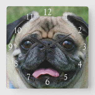 Pug dog square clock