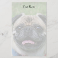 Pug dog stationary