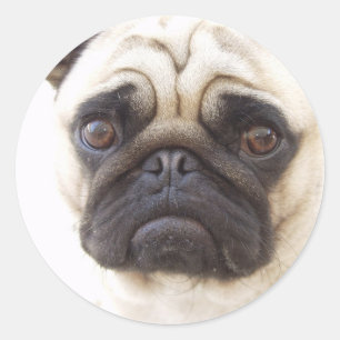 Pug Dog Sticker
 Classic Round Sticker