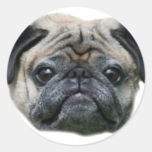 Pug Dog stickers