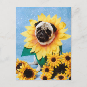 Pug Dog Sunflower Postcard