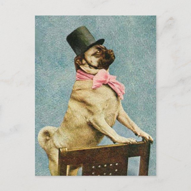 Pug Dog Tophat Postcard (Front)