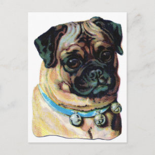 Pug Dog Vintage Postcard