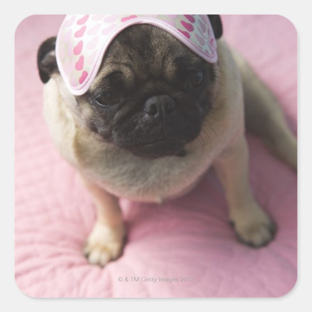 Pug dog with eye mask on head sitting on bed, square sticker (Front)