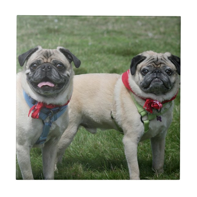 Pug dogs ceramic tile (Front)