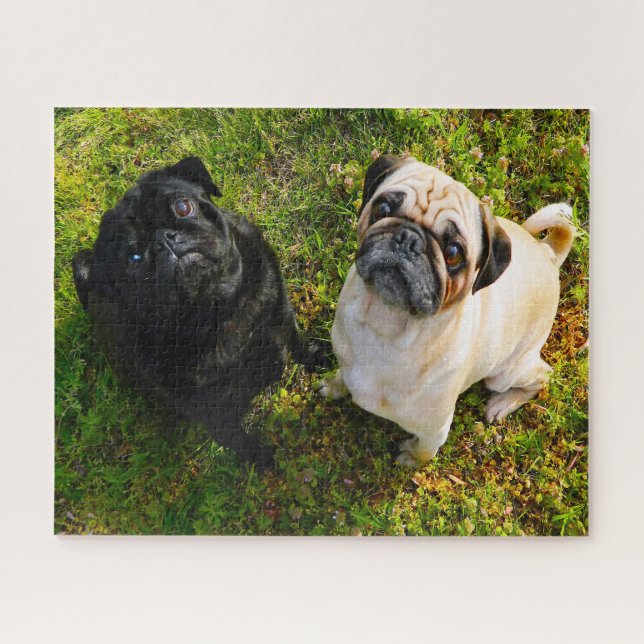 Pug Dogs. Jigsaw Puzzle (Horizontal)