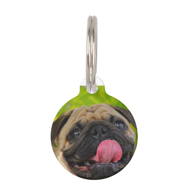 Pug Dogs. Pet Tag (Front)
