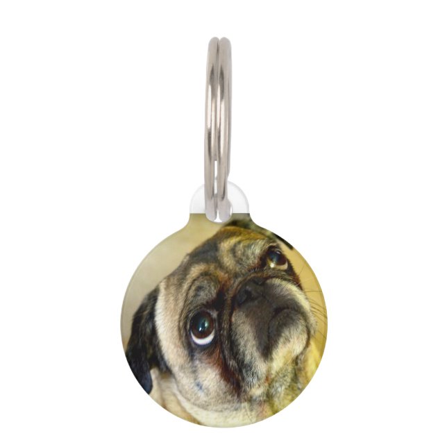 Pug Dogs. Pet Tag (Front)