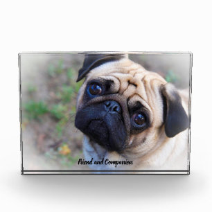 Pug Dogs Photo Block