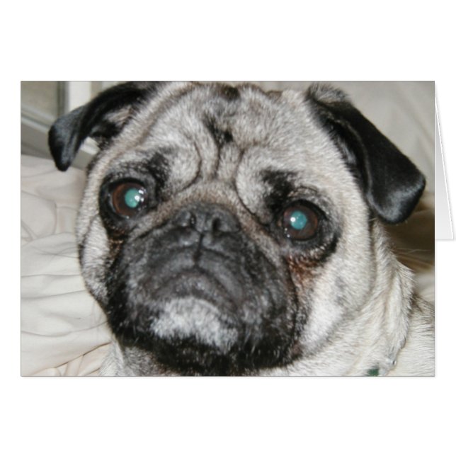 pug face (Front Horizontal)