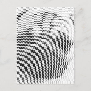 Pug Face Postcard