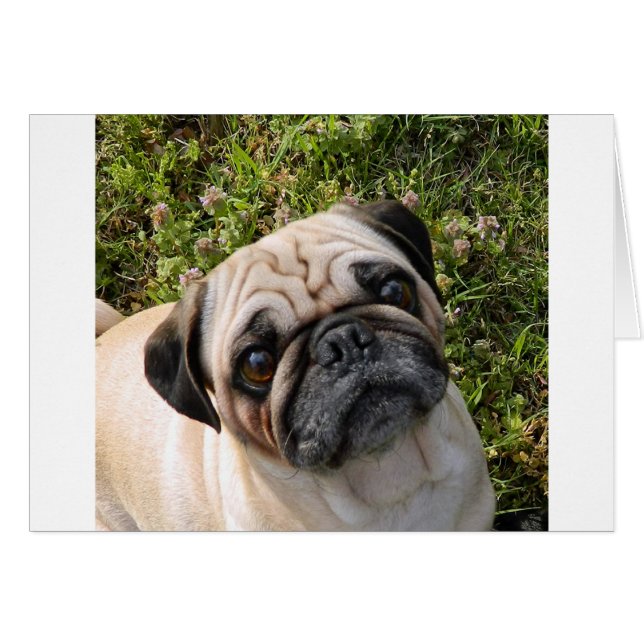 pug fawn (Front Horizontal)