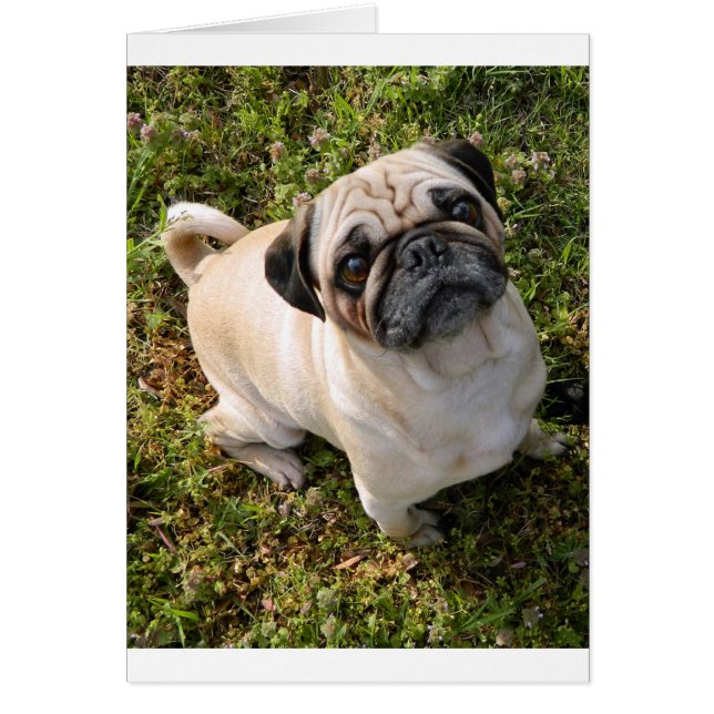 pug fawn full.png (Front)