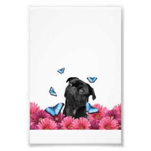 Pug Gerbera Butterflies Cute Black Dog Photo Print