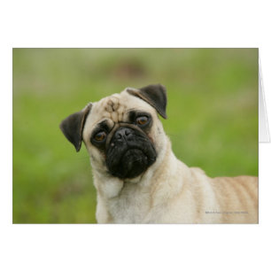 Pug Head Cocked Looking at Camera