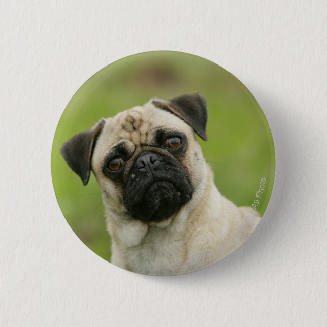 Pug Head Cocked Looking at Camera 6 Cm Round Badge (Front)