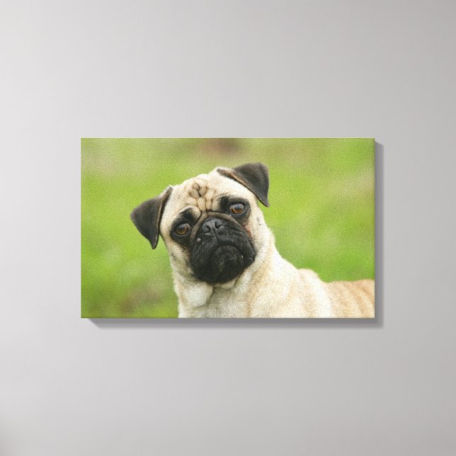 Pug Head Cocked Looking at Camera Canvas Print (Front)