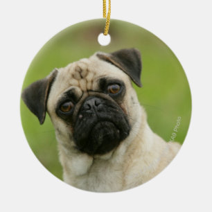 Pug Head Cocked Looking at Camera Ceramic Tree Decoration