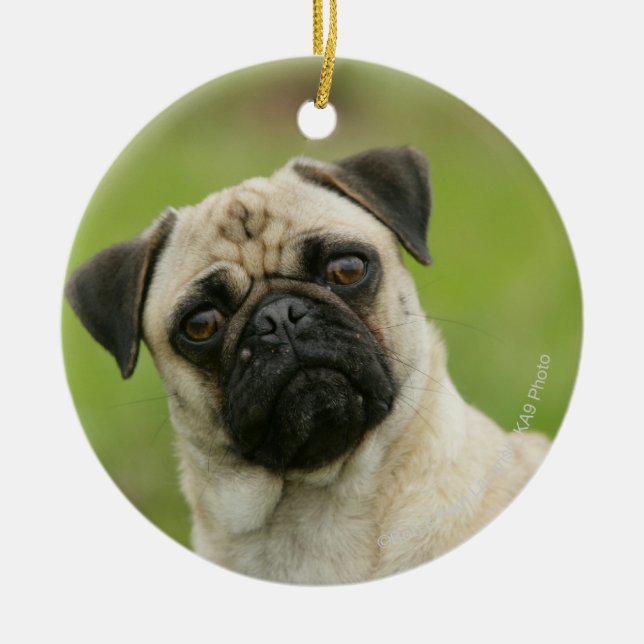 Pug Head Cocked Looking at Camera Ceramic Tree Decoration (Front)
