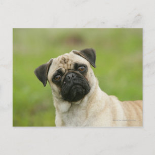 Pug Head Cocked Looking at Camera Postcard