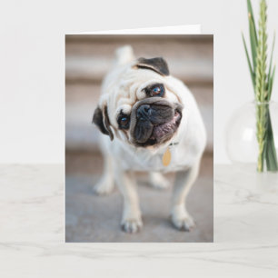 Pug Head Tilt Card