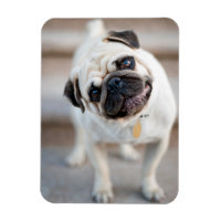Pug Head Tilt