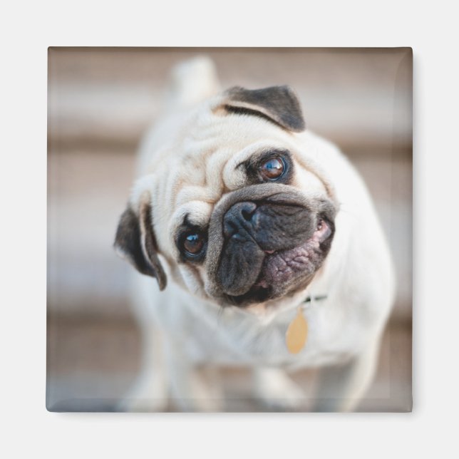 Pug Head Tilt Magnet (Front)