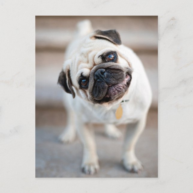 Pug Head Tilt Postcard (Front)