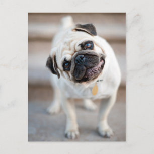 Pug Head Tilt Postcard