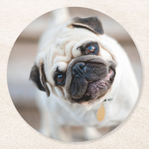 Pug Head Tilt Round Paper Coaster