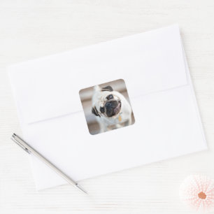 Pug Head Tilt Square Sticker