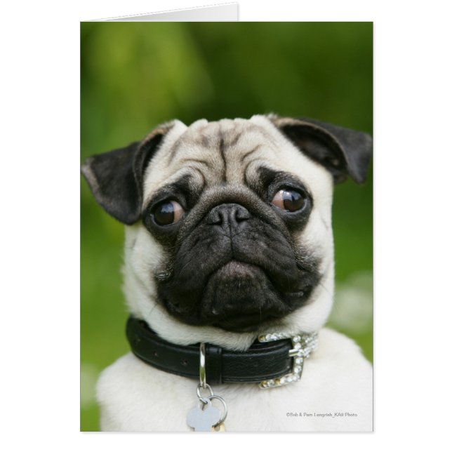 Pug headshot (Front)
