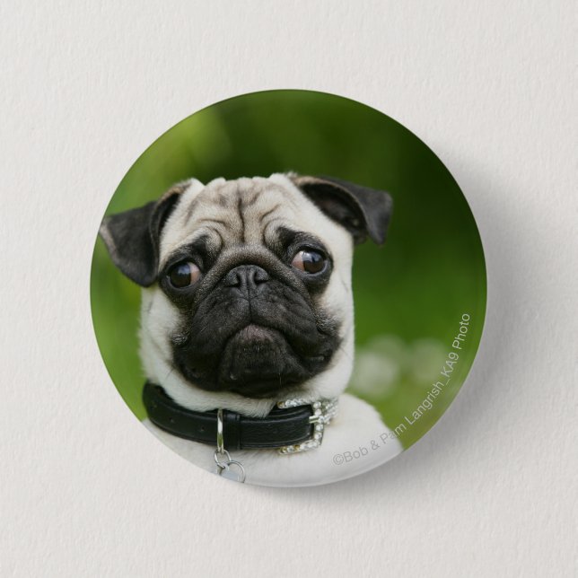 Pug headshot 6 cm round badge (Front)