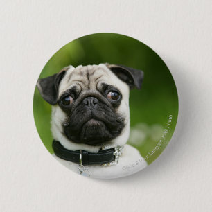 Pug headshot 6 cm round badge