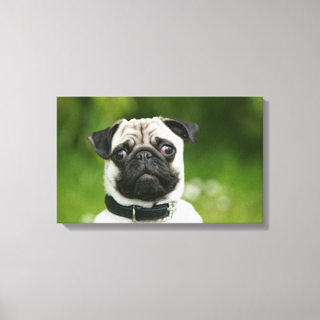 Pug headshot canvas print (Front)