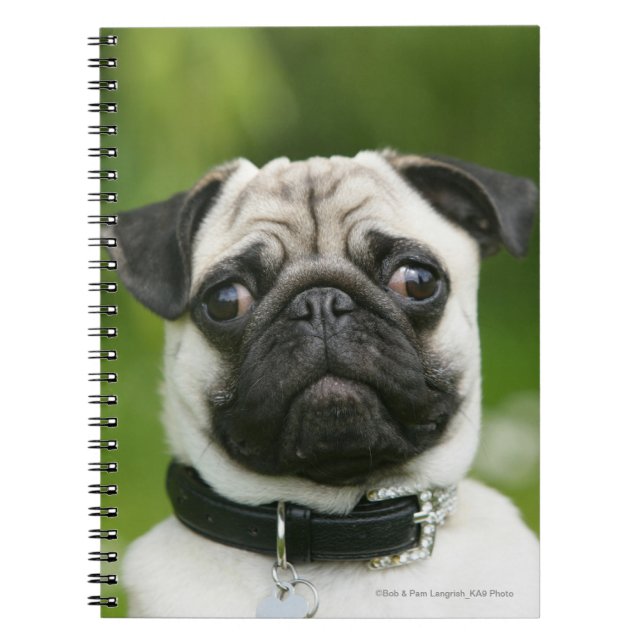 Pug headshot notebook (Front)