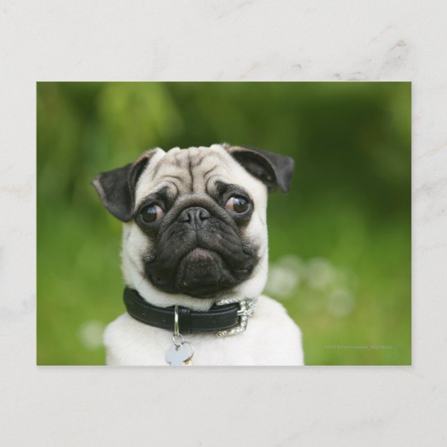Pug headshot postcard (Front)