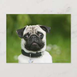 Pug headshot postcard