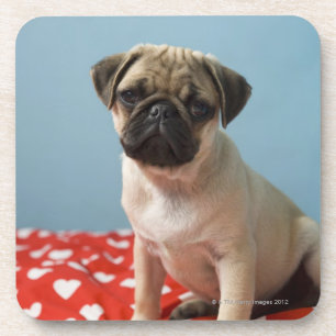Pug Heart Puppy Coaster