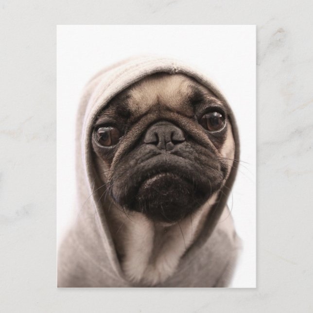 Pug In A Hoodie Postcard (Front)