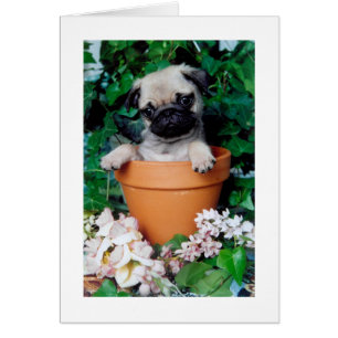PUG in a POT
