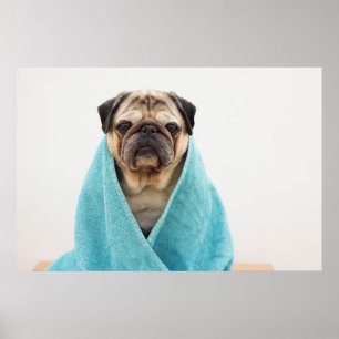 Pug in a Towel Poster