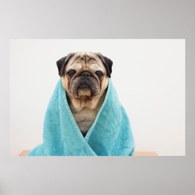 Pug in a Towel Poster (Front)