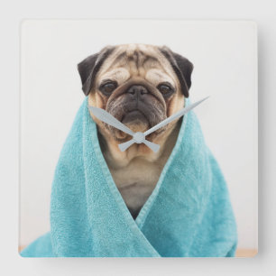Pug in a Towel Square Wall Clock