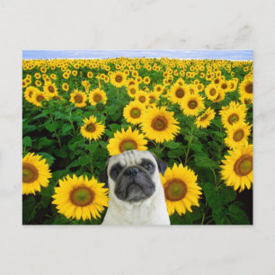 Pug in Sunflowers postcard