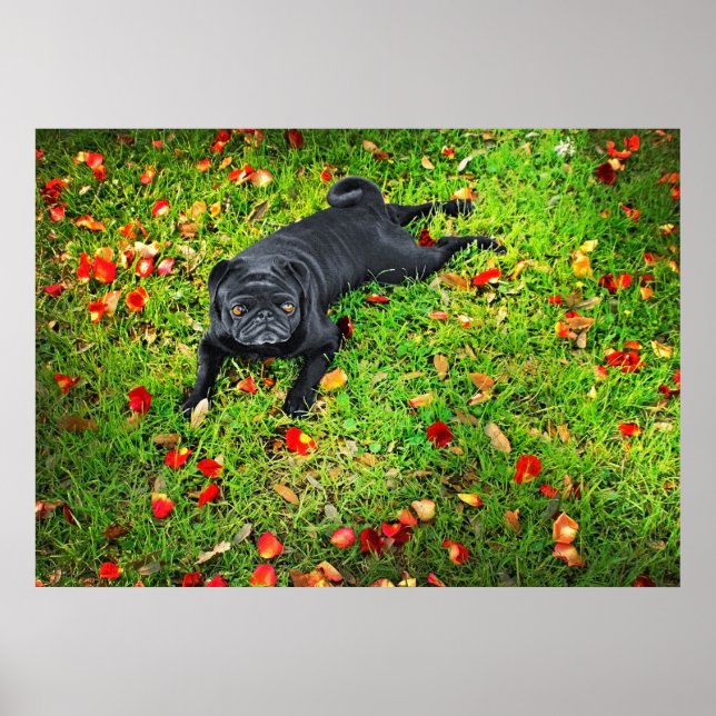 Pug in the park poster (Front)